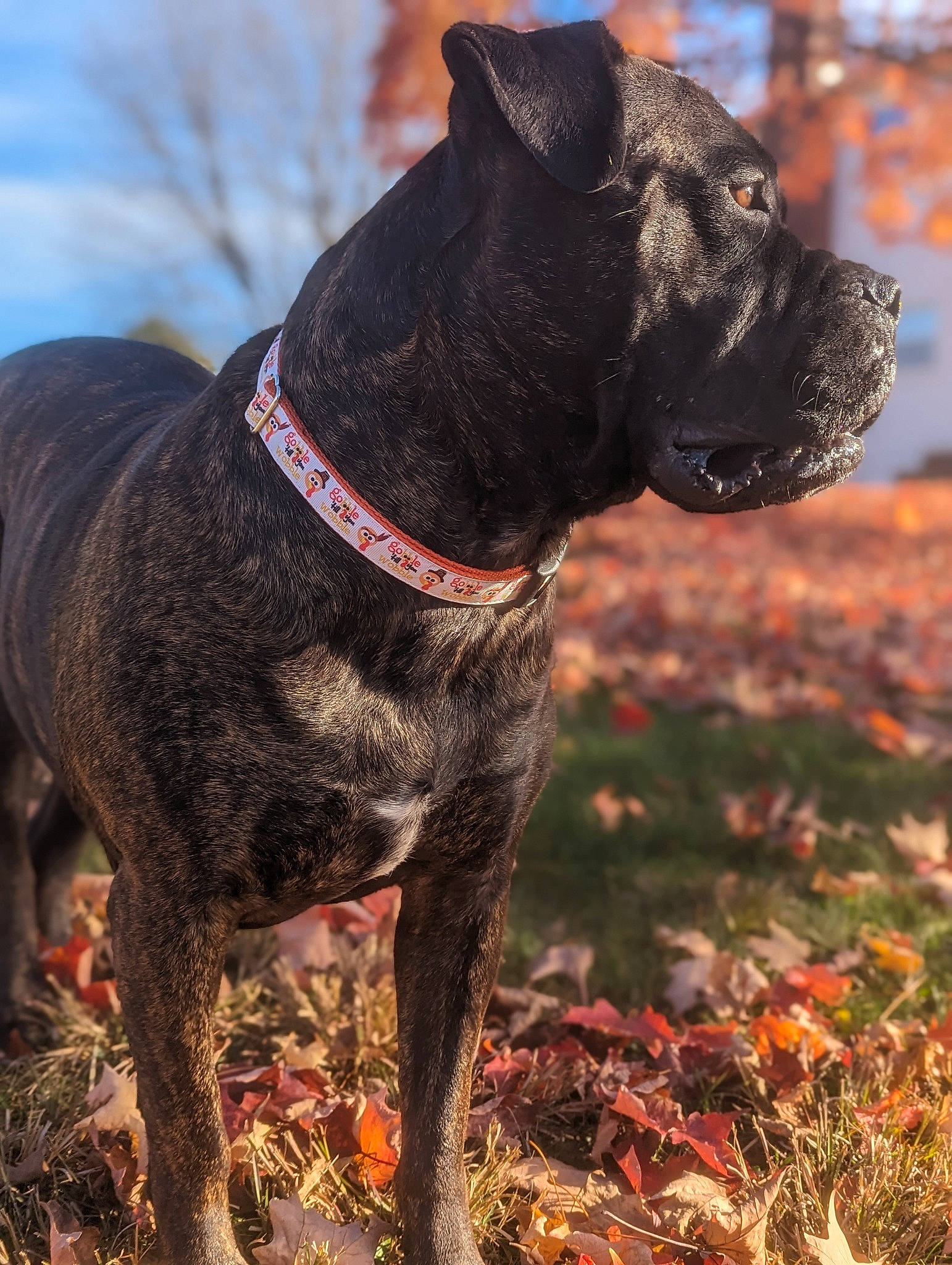 Willow is registered to the contest to win money with this photo: canidae, carnivore, collar, companion_dog, dog, dog_breed, dog_collar, fawn, fur, grass, liver, pet_supply, plant, sky, snout, sporting_group, tail, terrestrial_animal, working_animal, working_dog