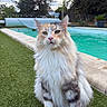 Tyra participe au concours pour gagner de l'argent avec cette photo : animal, calm, cat, cloudy, domestic_cat, ears, feline, fluffy, grass, green, long_hair, nature, outdoor, pet, pool, portrait, sitting, sky, tree, whiskers