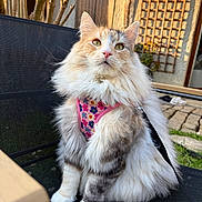 Tyra participe au concours pour gagner de l'argent avec cette photo : animal, cat, chair, closeup, colorful, domestic, feline, fluffy, fur, garden, harness, nature, outdoor, pet, pink, portrait, relaxing, sitting, sunlight, whiskers