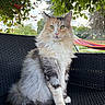 Tyra participe au concours pour gagner de l'argent avec cette photo : animal, cat, chair, cute, eyes, feline, fence, fluffy, fur, garden, greenery, hammock, leafy, nature, outdoor, pet, portrait, relaxation, sitting, sunlight