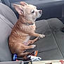 Rosie is registered to the contest to win money with this photo: dog, small_dog, tan_dog, car_seat, vehicle_interior, seat, snack_wrappers, ears, pet, side_view, looking_out_window, collar, canine, sitting, indoor, seat_belt, window, companion_animal, domestic_animal, fur