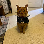Peanut is registered to the contest to win money with this photo: blurred_background, cabinet, cat, collar, curious, domestic_animal, door, ears, eyes, floor, ginger_cat, indoor, pet, portrait, rug, sitting, sweater, tag, tile_floor, whiskers