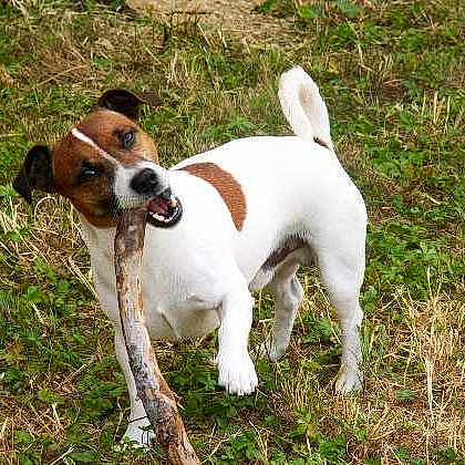 Doby participe au concours pour gagner de l'argent avec cette photo :