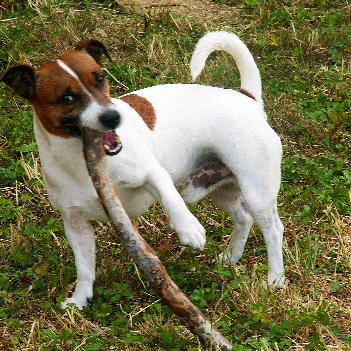 Doby