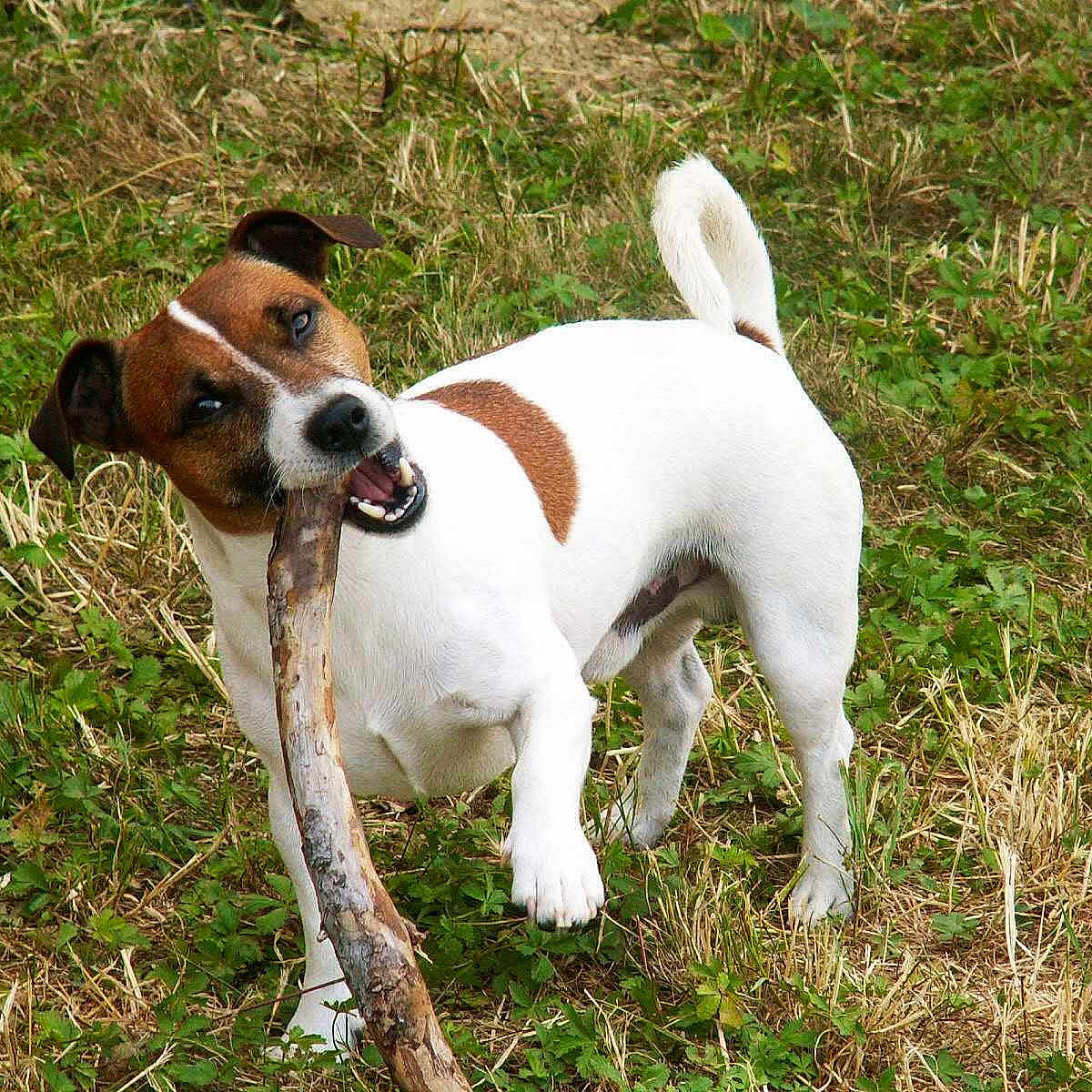 Doby