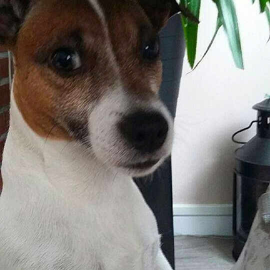 Doby