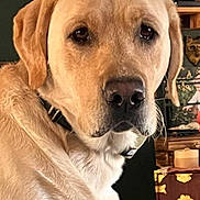 Finley is registered to the contest to win money with this photo: dog, golden_retriever, pet, portrait, close_up, animal, canine, golden_fur, floppy_ears, brown_eyes, black_nose, whiskers, collar, indoor, home, furniture, sitting, looking_at_camera, cute, dramatic_expression