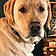 Finley
