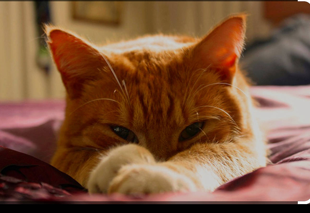 Akku participe au concours pour gagner de l'argent avec cette photo : carnivore, cat, cat_supply, claw, close_up, comfort, domestic_short_haired_cat, ear, eye, fawn, felidae, fur, nap, paw, sleep, small_to_medium_sized_cats, snout, tail, whiskers, wood