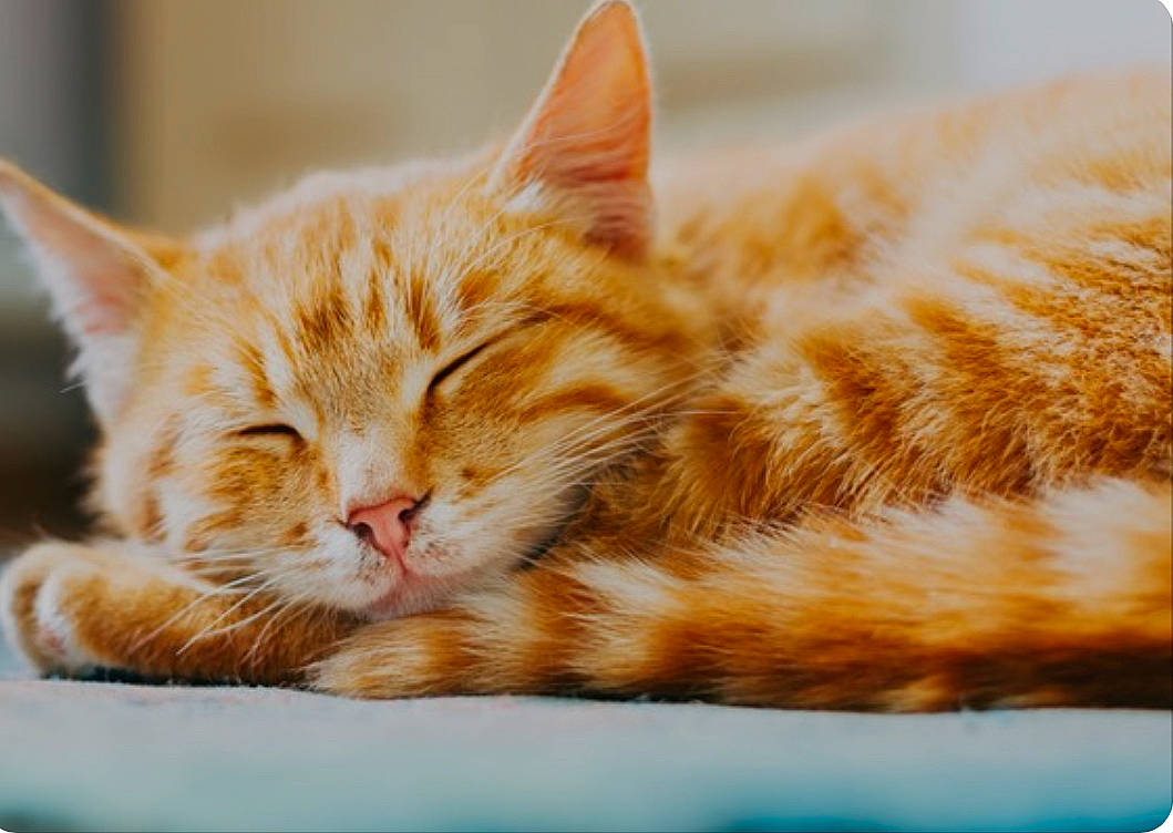 Akku participe au concours pour gagner de l'argent avec cette photo : beauty, carnivore, cat, cat_supply, claw, close_up, comfort, domestic_short_haired_cat, fawn, felidae, fur, nap, paw, rectangle, small_to_medium_sized_cats, snout, square, tail, whiskers, wildlife