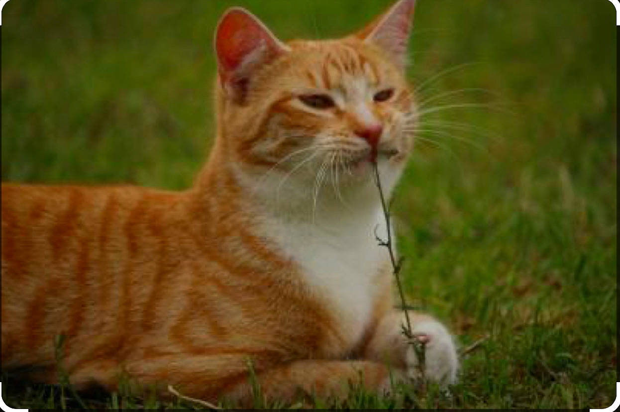 Akku a rejoint le concours — aidez-le/la à gagner de superbes lots ! adaptation, art, carnivore, cat, domestic_short_haired_cat, eye, fawn, felidae, fur, gesture, grass, paw, photo_caption, rectangle, small_to_medium_sized_cats, snout, tail, terrestrial_animal, whiskers, wildlife