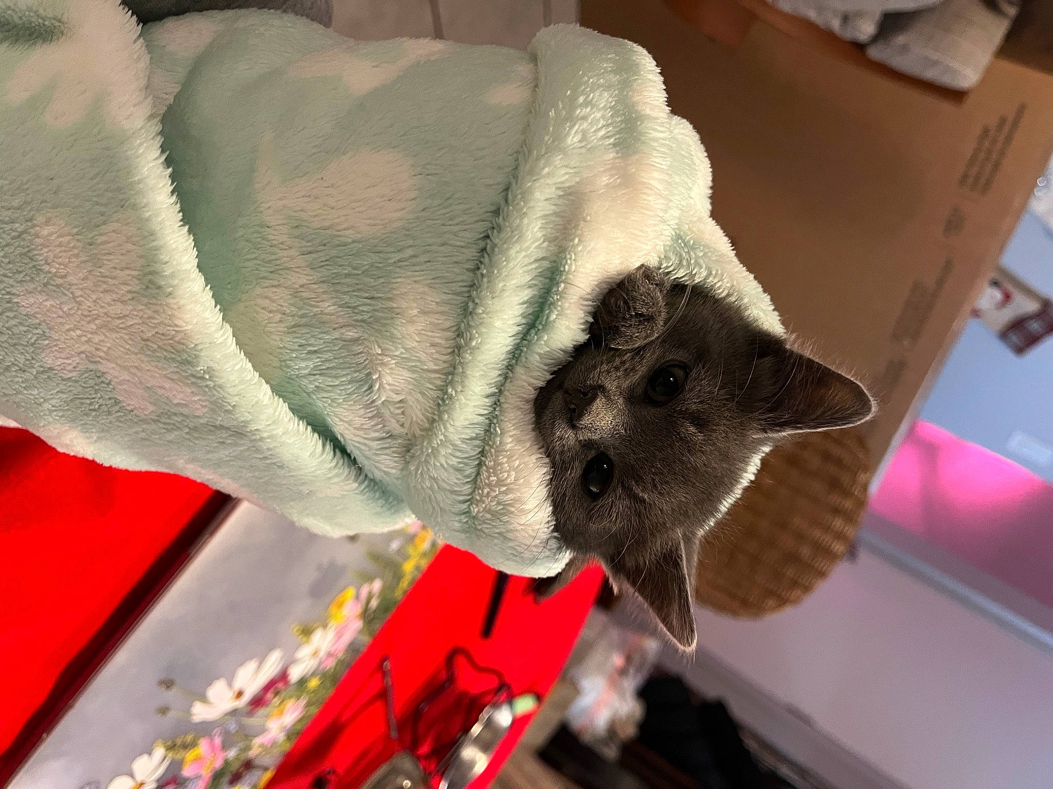 Ashton joined the competition — help win amazing prizes! carmine, carnivore, collar, comfort, dog_breed, domestic_short_haired_cat, fawn, felidae, fur, linens, mammal, room, small_to_medium_sized_cats, snout, sporting_group, stuffed_toy, thread, tree, whiskers, wool