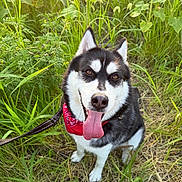 Aero is registered to the contest to win money with this photo: animal, bandana, canine, dog, ears, eyes, field, fur, grass, greenery, happy, husky, leash, nature, outdoor, pet, sitting, smiling, sunlight, tongue_out