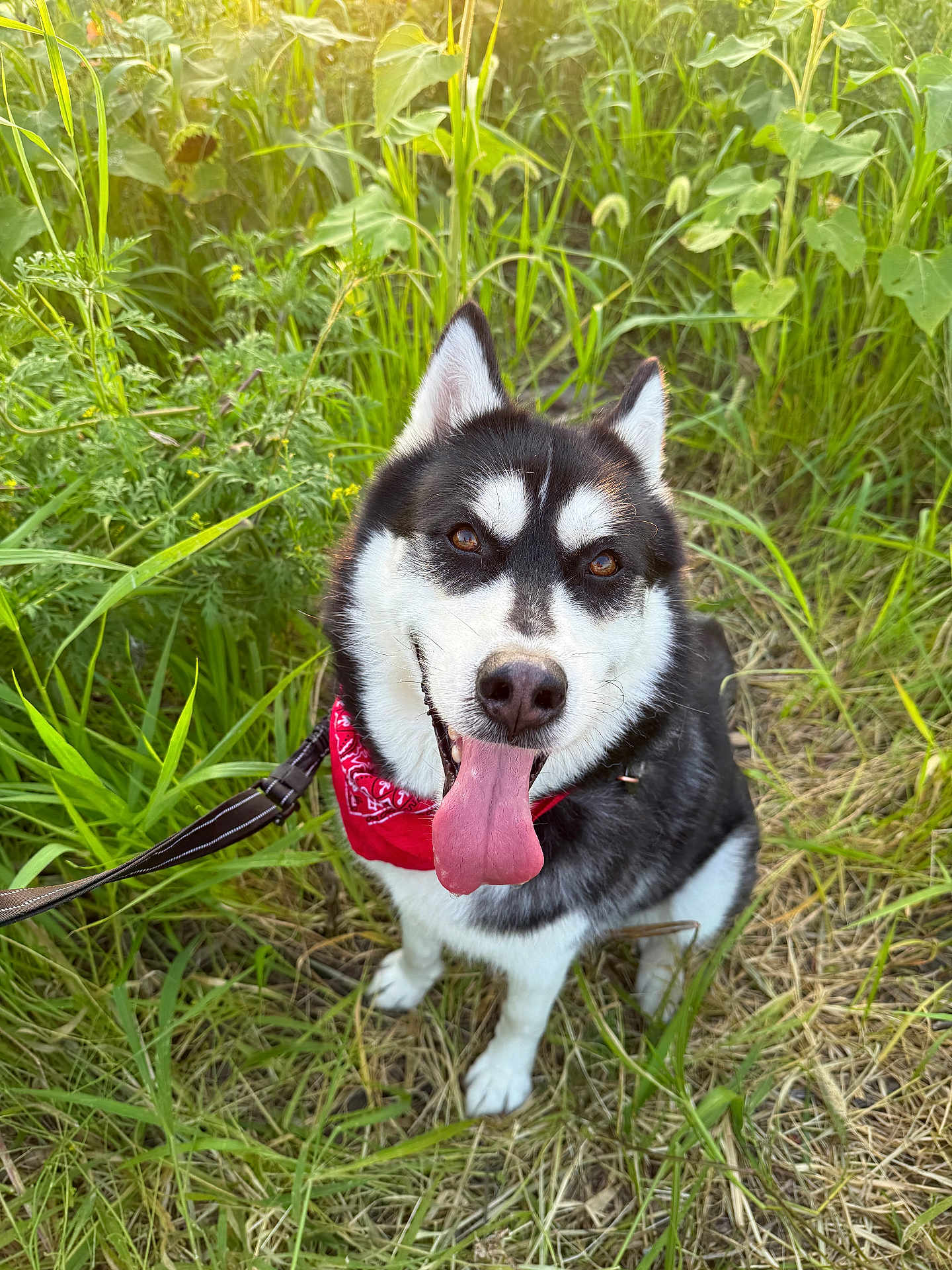 Aero