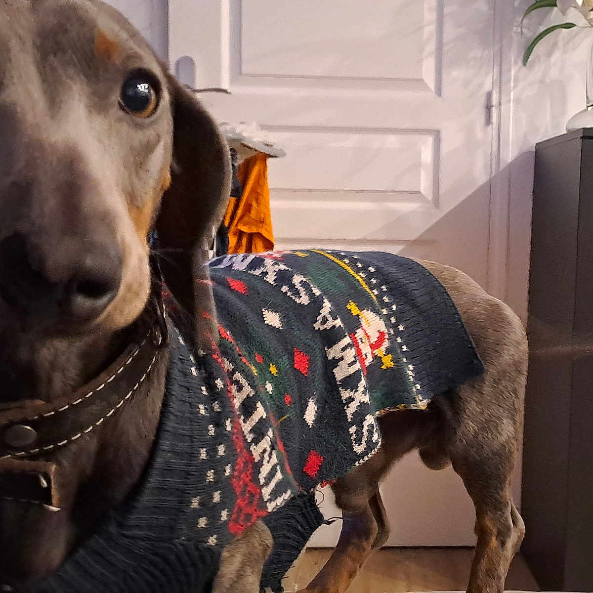 Ulliac a rejoint le concours — aidez-le/la à gagner de superbes lots ! animal, bottles, brown, cabinet, canine, christmas_sweater, closeup, collar, curious, dog, domestic, door, floor, furniture, glassware, holiday, home, indoor, looking, pet