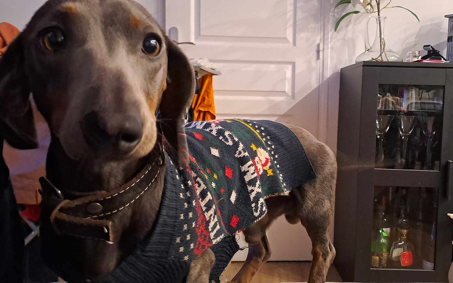 Ulliac a rejoint le concours — aidez-le/la à gagner de superbes lots ! dog, christmas_sweater, indoor, cabinet, glassware, bottles, floor, door, collar, pet, animal, curious, brown, furniture, home, holiday, closeup, canine, looking, domestic