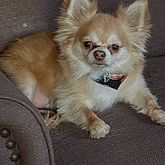 Gus is registered to the contest to win money with this photo: dog, chihuahua, pet, small_dog, fluffy, tan, white, couch, furniture, indoor, animal, cute, ears, paw, relaxed, companion, domestic, portrait, canine, household