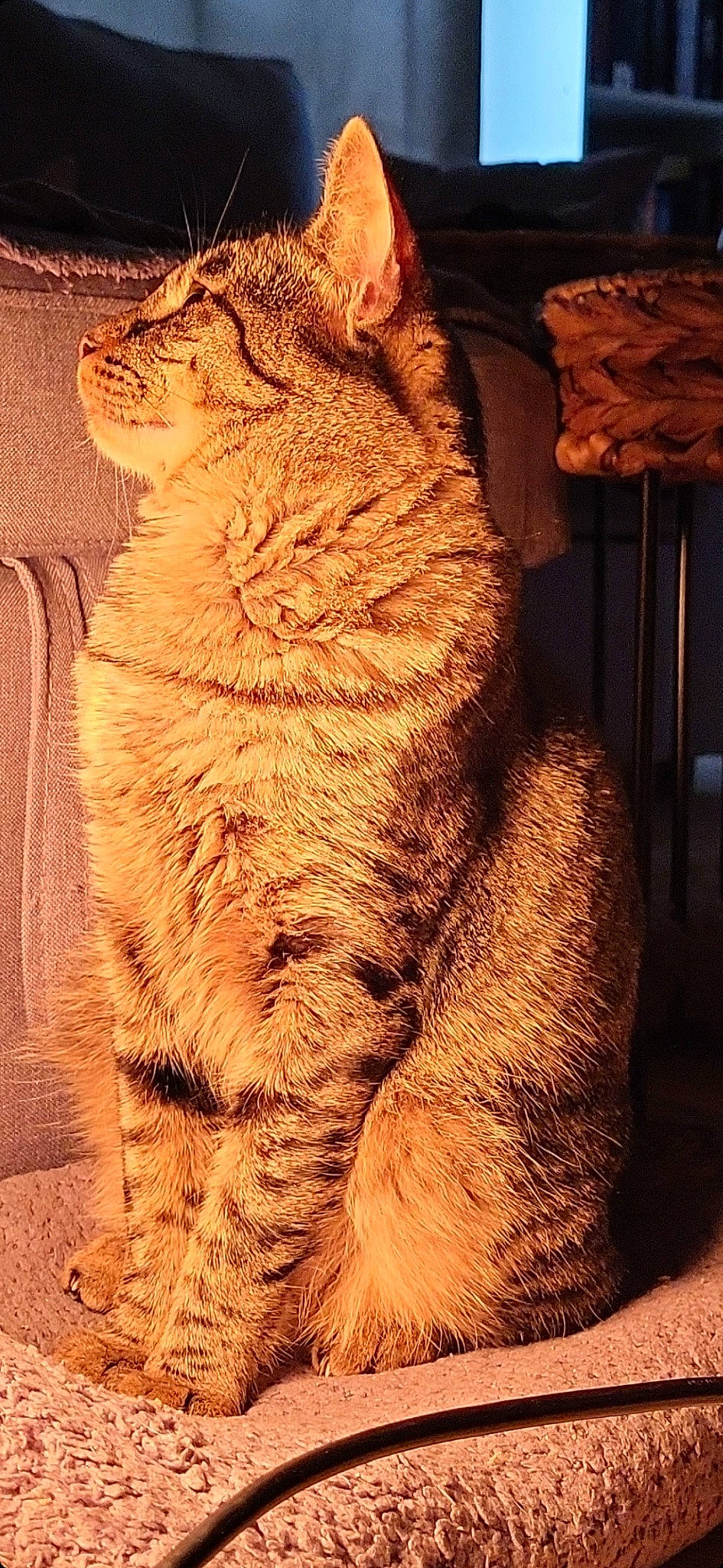 Scar participe au concours pour gagner de l'argent avec cette photo : art, big_cats, carnivore, cat, claw, domestic_short_haired_cat, fawn, felidae, foot, fur, paw, plant, shadow, small_to_medium_sized_cats, tail, terrestrial_animal, tints_and_shades, whiskers, wildlife, wood