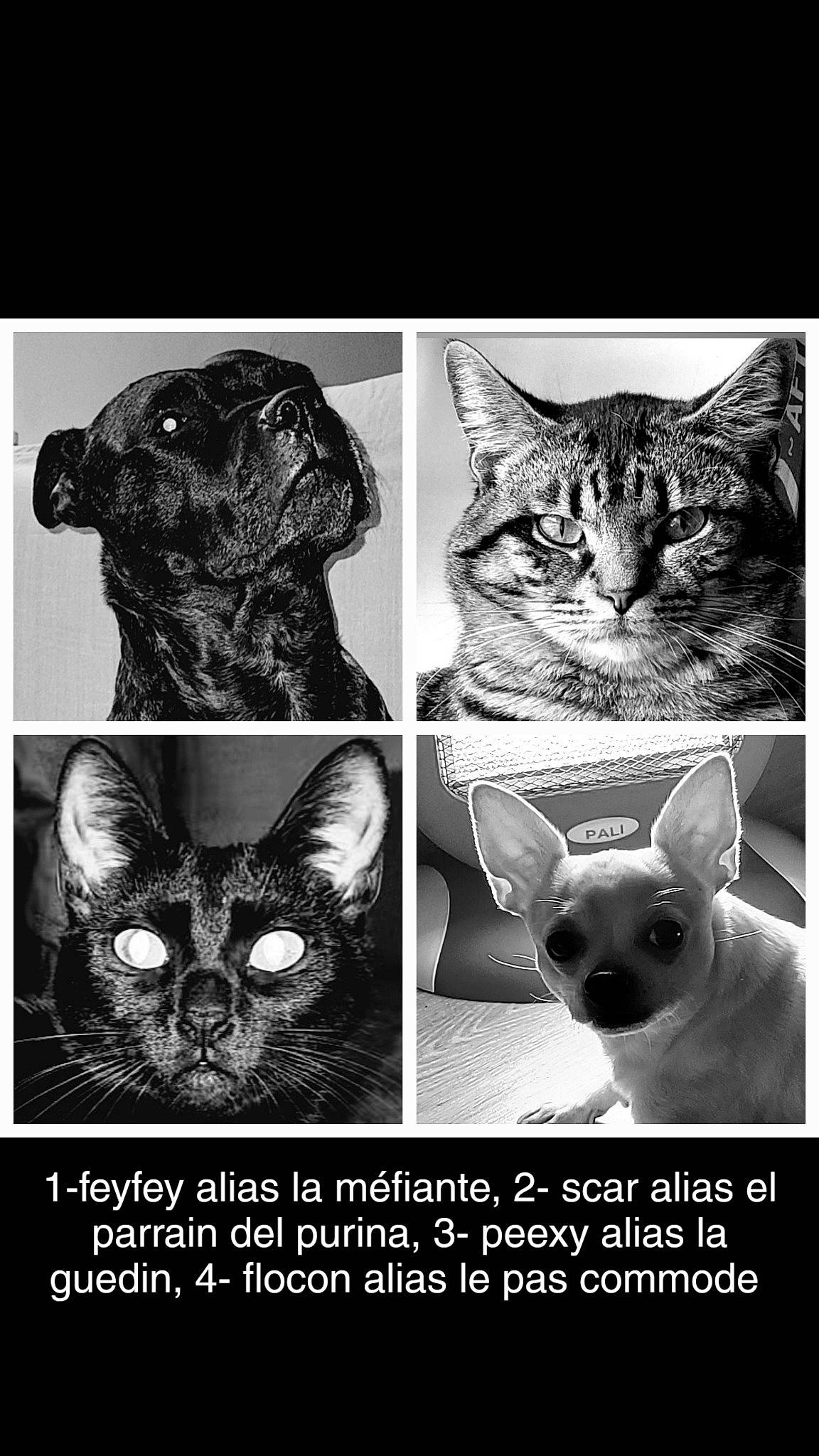 Scar participe au concours pour gagner de l'argent avec cette photo : adaptation, black, black_and_white, carnivore, cat, felidae, font, iris, mammal, monochrome, organism, photograph, sleeve, small_to_medium_sized_cats, snapshot, snout, style, vertebrate, whiskers, white