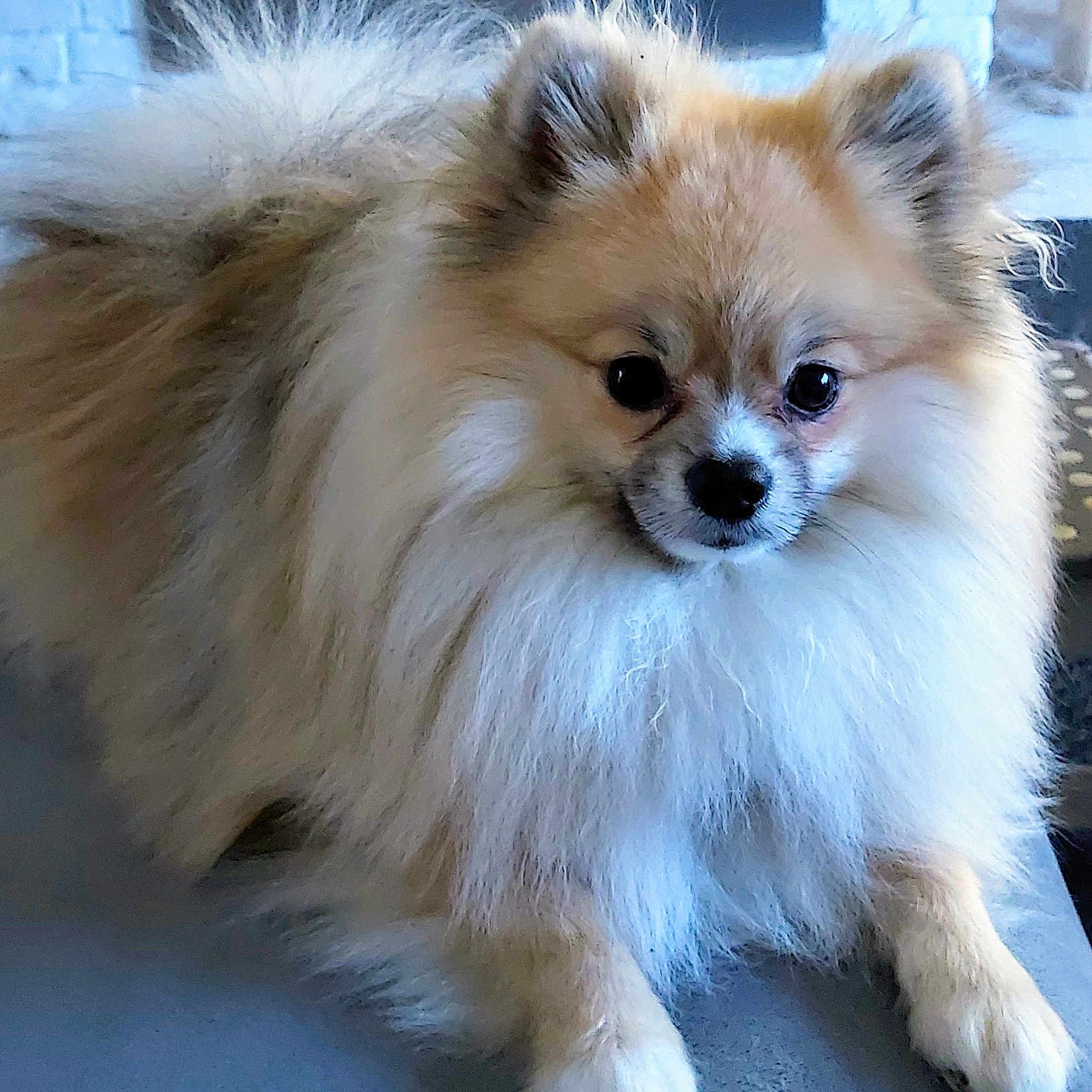 Ti'Loup a rejoint le concours — aidez-le/la à gagner de superbes lots ! adorable, animal, companion, cute, dog, domestic_animal, ears, face, fluffy, friendly, fur, indoor, lying_down, mammal, nose, paw, pet, pomeranian, portrait, small_dog