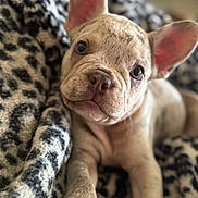 Rocco is registered to the contest to win money with this photo: puppy, dog, close_up, pet, animal, cute, ears, blanket, resting, fur, paw, indoor, young, domestic_animal, companion, soft, sleepy, cozy, face, portrait