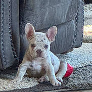 Rocco joined the competition — help win amazing prizes! puppy, french_bulldog, dog, pet, indoor, rug, leather_couch, toy, floor, cute, small_dog, sitting, animal, home, carpet, ears, fur, face, young, domestic_animal