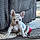 Rocco