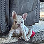 puppy, french_bulldog, dog, pet, indoor, rug, leather_couch, toy, floor, cute, small_dog, sitting, animal, home, carpet, ears, fur, face, young, domestic_animal