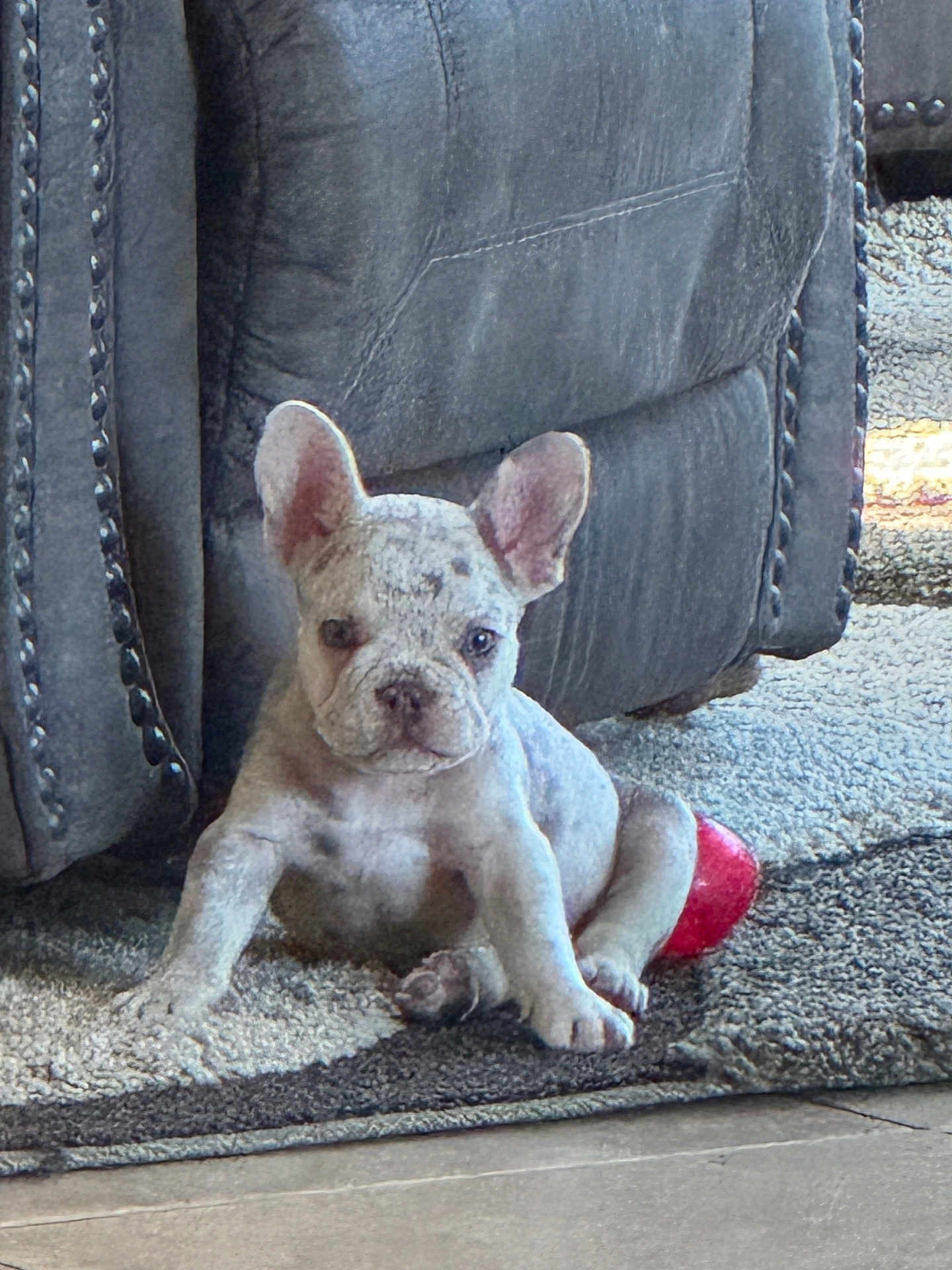 Rocco joined the competition — help win amazing prizes! puppy, french_bulldog, dog, pet, indoor, rug, leather_couch, toy, floor, cute, small_dog, sitting, animal, home, carpet, ears, fur, face, young, domestic_animal