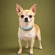 Shiloh is registered to the contest to win money with this photo: dog, chihuahua, small_dog, pet, animal, standing, collar, ears, fur, brown, tan, alert, studio, portrait, green_background, cute, domestic_animal, looking_at_camera, four_legs, mammal