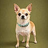 dog, chihuahua, small_dog, pet, animal, standing, collar, ears, fur, brown, tan, alert, studio, portrait, green_background, cute, domestic_animal, looking_at_camera, four_legs, mammal