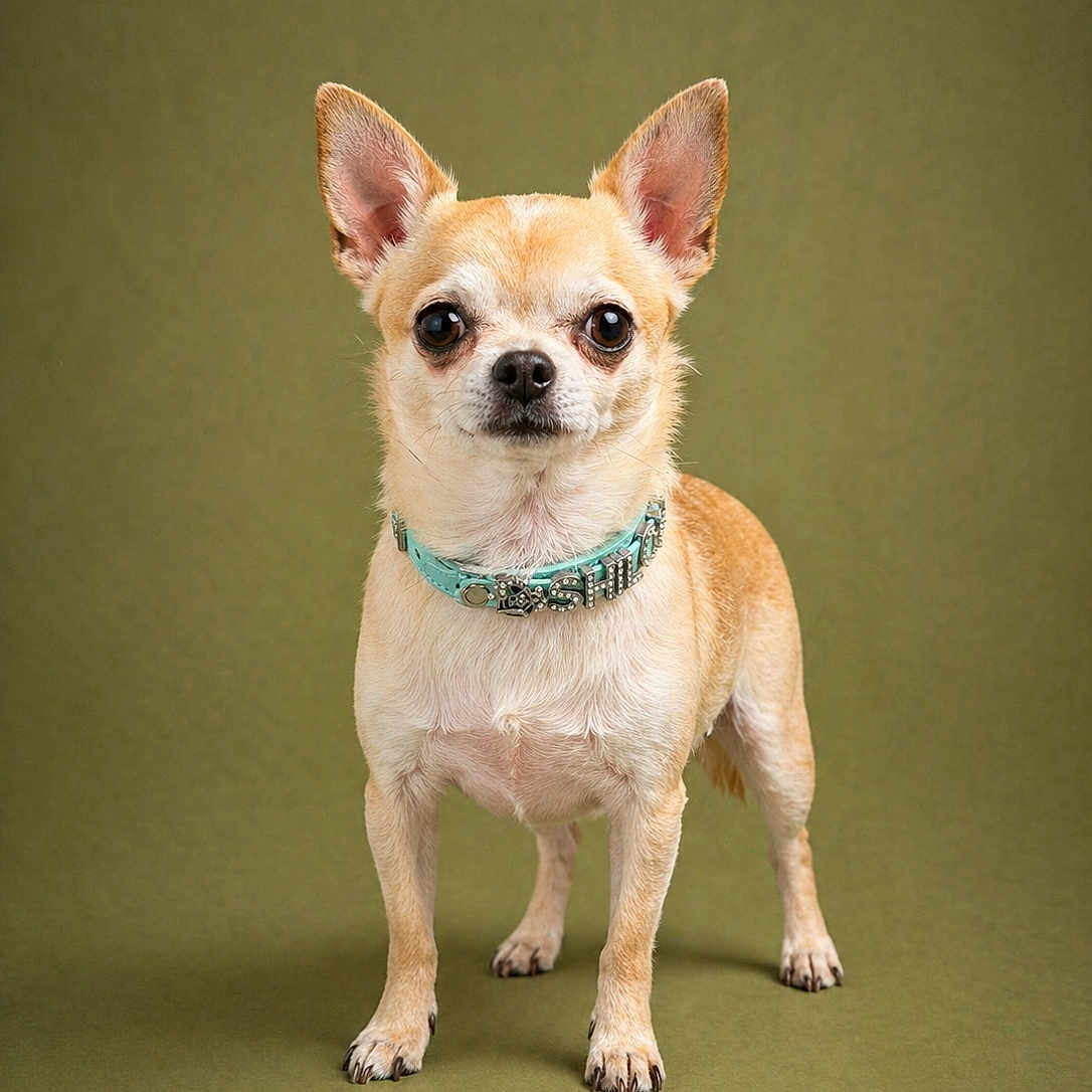 Shiloh is registered to the contest to win money with this photo: dog, chihuahua, small_dog, pet, animal, standing, collar, ears, fur, brown, tan, alert, studio, portrait, green_background, cute, domestic_animal, looking_at_camera, four_legs, mammal