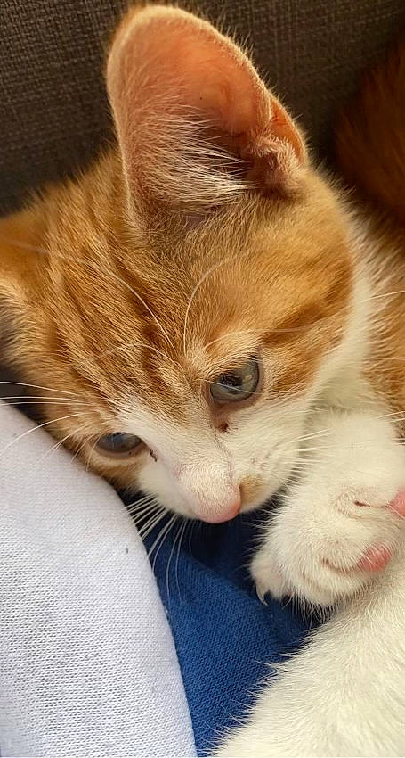 Caramel joined the competition — help win amazing prizes! carnivore, cat, cat_supply, claw, comfort, domestic_short_haired_cat, ear, fawn, felidae, fur, gesture, paw, small_to_medium_sized_cats, snout, tail, whiskers