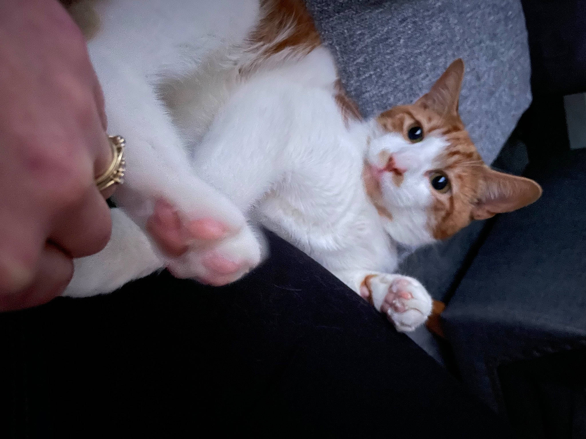 Caramel joined the competition — help win amazing prizes! carnivore, cat, claw, comfort, domestic_short_haired_cat, ear, fawn, felidae, finger, foot, fur, gesture, lap, nail, paw, small_to_medium_sized_cats, snout, tail, whiskers, wood