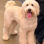 Jake joined the competition — help win amazing prizes! animal, canine, companionship, concrete, curly_tail, dog, domestic_animal, floor, footwear, fur, happy, holding, indoor, leash, mammal, panting, pants, person, pet, standing