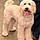 Jake