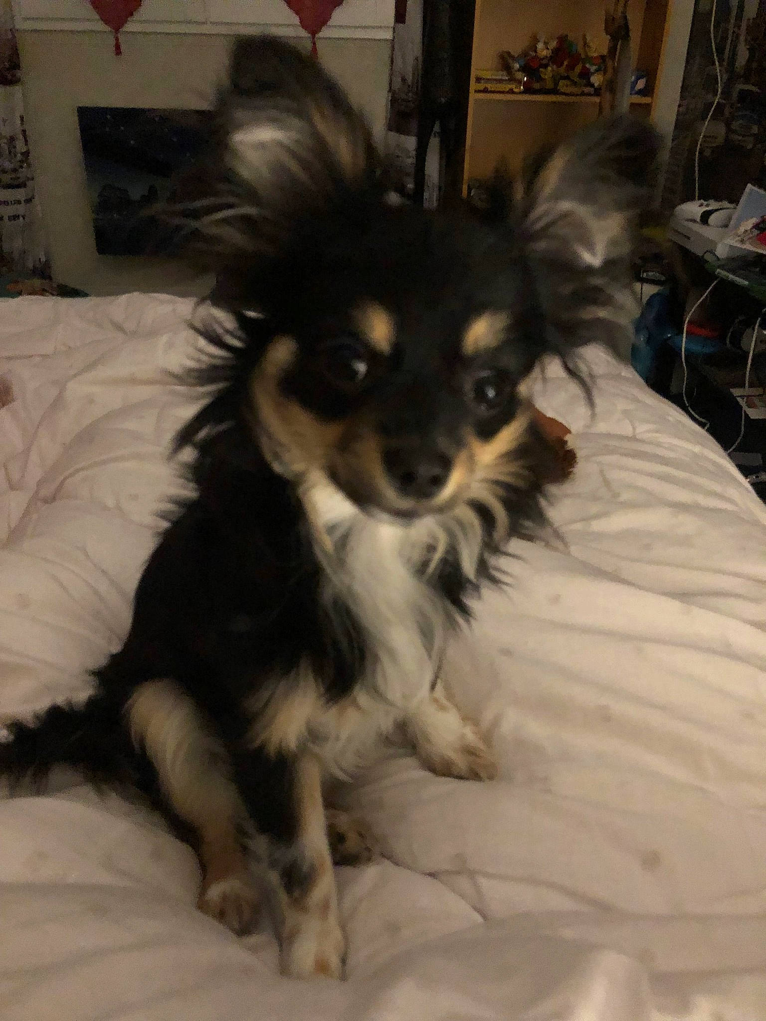 Julie participe au concours pour gagner de l'argent avec cette photo : canidae, carnivore, companion_dog, dog, dog_breed, fur, mammal, papillon, phalene, puppy, rare_breed_dog, sporting_group, toy_dog