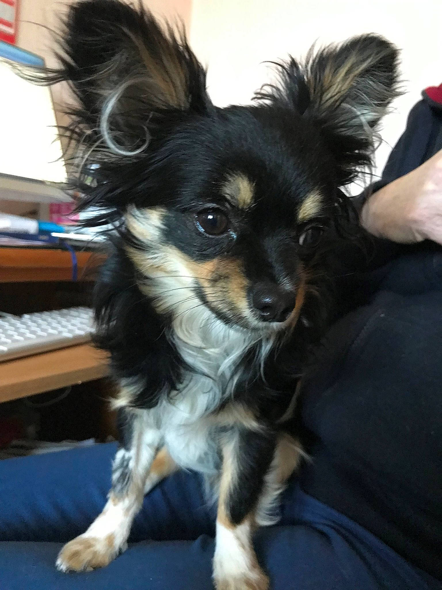 Julie participe au concours pour gagner de l'argent avec cette photo : canidae, carnivore, chihuahua, companion_dog, dog, dog_breed, fawn, mammal, papillon, puppy, rare_breed_dog, russkiy_toy, small_greek_domestic_dog, snout, sporting_group, toy_dog, vertebrate, whiskers