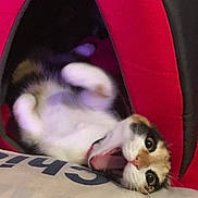Lily participe au concours pour gagner de l'argent avec cette photo : cat, pet, animal, indoor, red, tent, mouth_open, playful, fur, white, orange, black, cute, cozy, lying_down, wide_eyes, expression, soft, domestic, feline