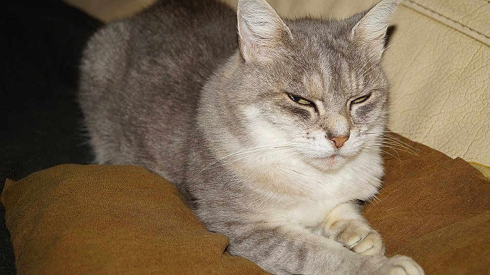 Frisquette