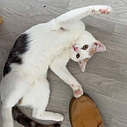 Suzette a rejoint le concours — aidez-le/la à gagner de superbes lots ! cat, white_cat, gray_cat, pet, floor, wooden_floor, shoe, brown_shoe, jeans, paw, stretching, playful, curious, indoor, animal, fur, whiskers, ears, tail, human_foot