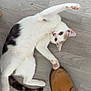 cat, white_cat, gray_cat, pet, floor, wooden_floor, shoe, brown_shoe, jeans, paw, stretching, playful, curious, indoor, animal, fur, whiskers, ears, tail, human_foot