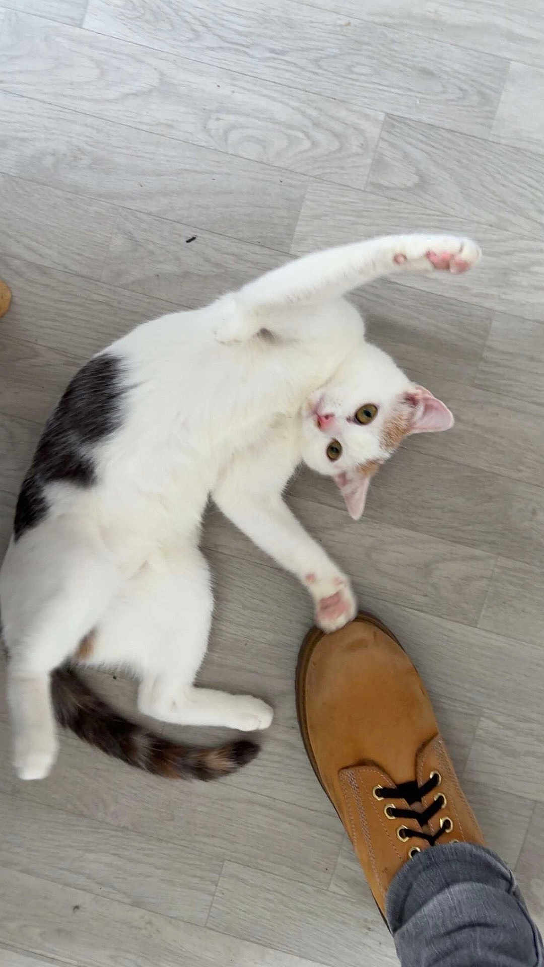 Suzette a rejoint le concours — aidez-le/la à gagner de superbes lots ! cat, white_cat, gray_cat, pet, floor, wooden_floor, shoe, brown_shoe, jeans, paw, stretching, playful, curious, indoor, animal, fur, whiskers, ears, tail, human_foot