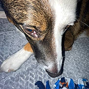Gizmo is registered to the contest to win money with this photo: dog, close_up, brown, white, face, paw, blanket, blue, orange, pattern, texture, curious, indoor, pet, animal, fur, looking_down, soft, cozy, resting