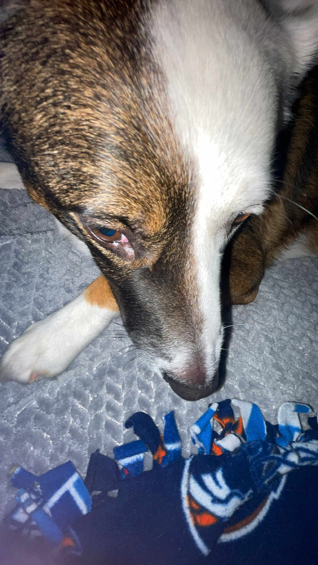 Gizmo is registered to the contest to win money with this photo: dog, close_up, brown, white, face, paw, blanket, blue, orange, pattern, texture, curious, indoor, pet, animal, fur, looking_down, soft, cozy, resting