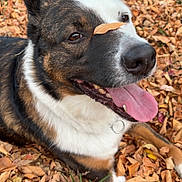 Gizmo joined the competition — help win amazing prizes! animal, autumn, black_fur, brown, canine, closeup, collar, dog, fall_leaves, grass, happy, leaf, lying_down, nature, outdoor, pet, playful, relaxed, tongue_out, white_fur