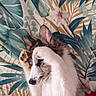 dog, paw, covering_eyes, lying_down, fluffy, bedspread, tropical_pattern, blanket, ears, nose, sleepy, cute, pet, animal, resting, indoor, fur, relaxed, close_up, playful