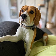 Vako participe au concours pour gagner de l'argent avec cette photo : beagle, dog, pet, animal, indoor, couch, blanket, collar, fur, ears, snout, paw, relaxed, portrait, brown, white, black, home, furniture, cute