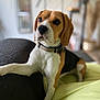 beagle, dog, pet, animal, indoor, couch, blanket, collar, fur, ears, snout, paw, relaxed, portrait, brown, white, black, home, furniture, cute