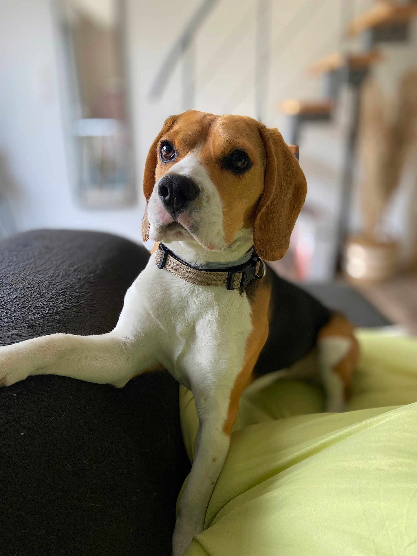 Vako participe au concours pour gagner de l'argent avec cette photo : beagle, dog, pet, animal, indoor, couch, blanket, collar, fur, ears, snout, paw, relaxed, portrait, brown, white, black, home, furniture, cute